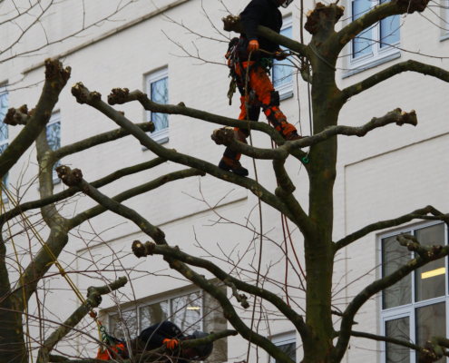 IMG_1170 Professionel træfældning